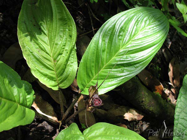 Une fleur noire ou fleur chauve-souris en sous-bois (Tacca chantrieri).jpg