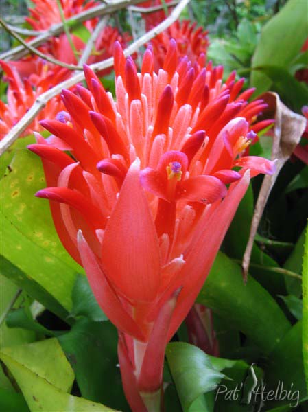 Une bromeliacée très courante dans les jardins de Martinique (Bilbergia pyramidalis). Très prolifique!!.jpg