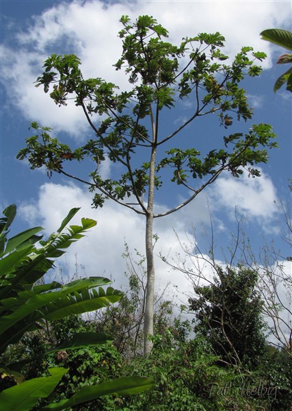 Le bois canon (Cecropia peltata)utilisé comme flotteurs pour les radeaux qui servent à aller récolter les oursins blancs sur les cayes.Envahit!.jpg