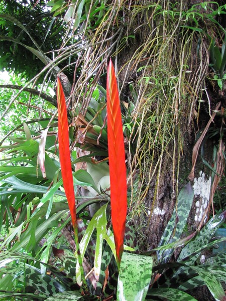 Des flammes dans le jardin!!(Vriesea splendens).jpg