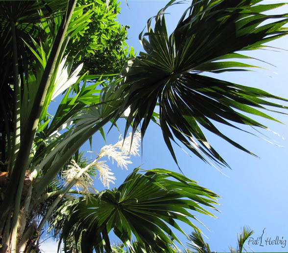 Le Thrinax radiata qui recommence à fleurir..jpg