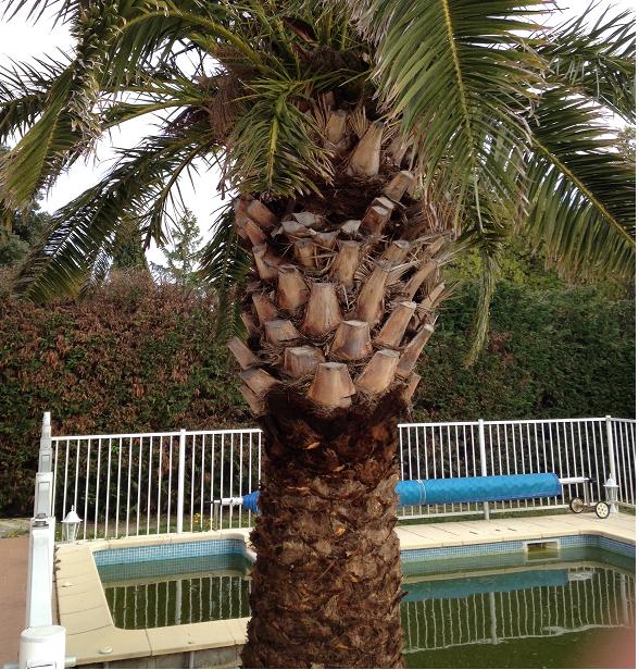 photo palmier 2.jpg