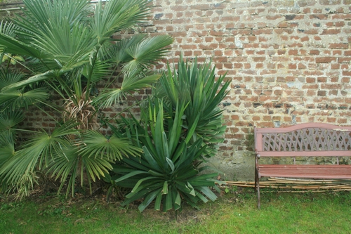 yucca.jpg