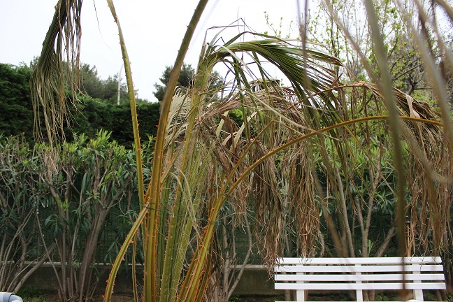 palm1.jpg