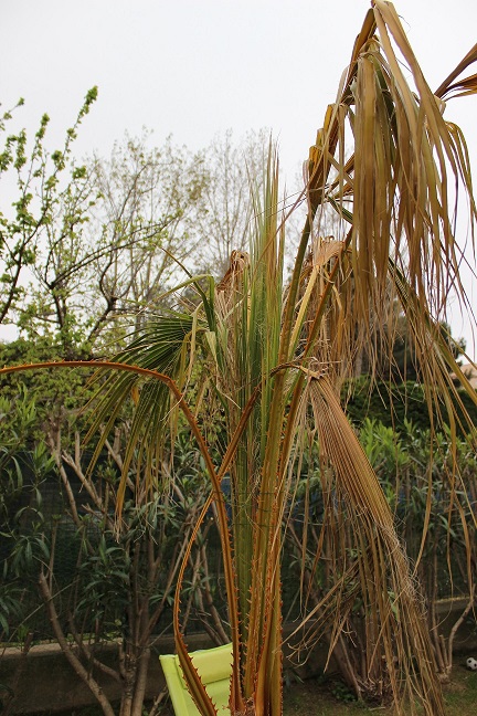palm2.jpg