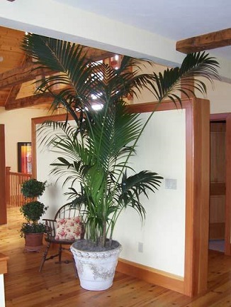 kentia-palm-tree-interior-design-very-nice.jpg