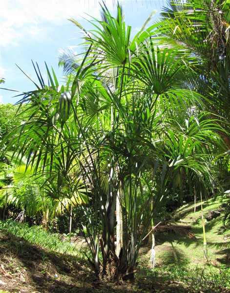 Mauritiella  armata, encore un brésilien proche du Mauritia flexuosa mais moins imposant et cespiteux.jpg