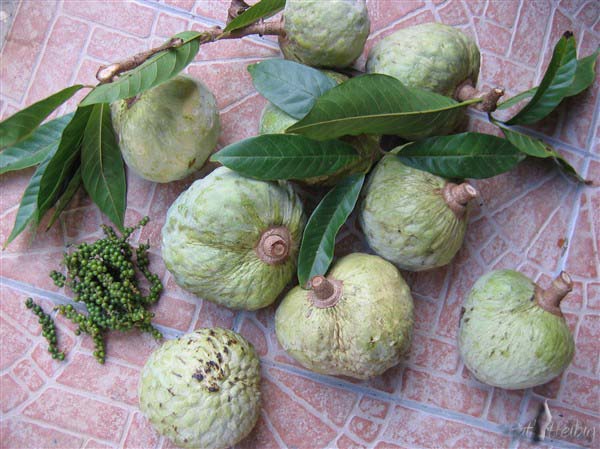 Le cachiman coeur de boeuf (Annona reticulata) un peu moins sucrée que sa cousine la pomme-cannelle!.jpg