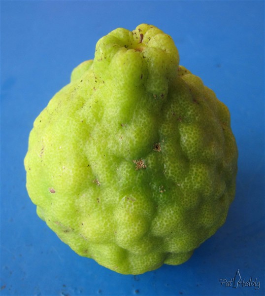 Citrus hytrix-combava-Son zeste utilisé énormément aux Mascareignes pour parfumé les  rougails de tomates! J'utilise son jus dans mon thé!.jpg