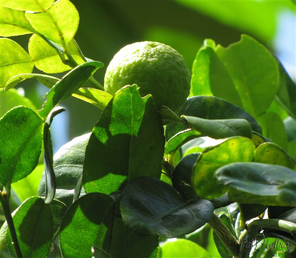 Citrus hytrix-combava.jpg