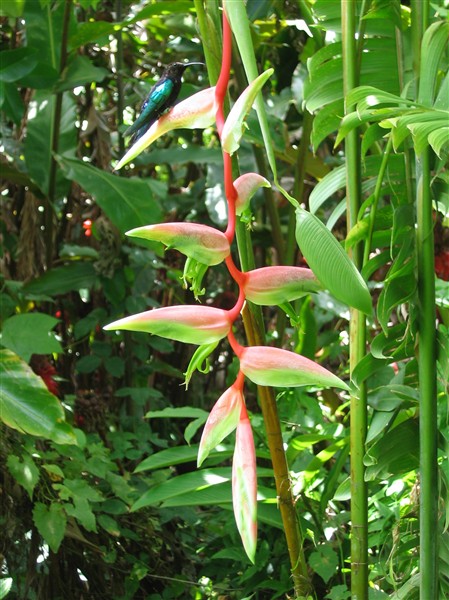 Heliconia pendula sexy à inflorescence rose attire le colibri comme les autres variétés d'Heliconia!.jpg
