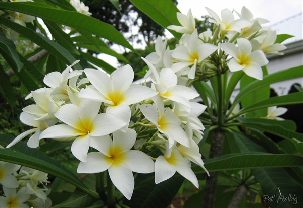 Un frangipanier bien parfumé pas loin de la maison (Plumeria alba).jpg