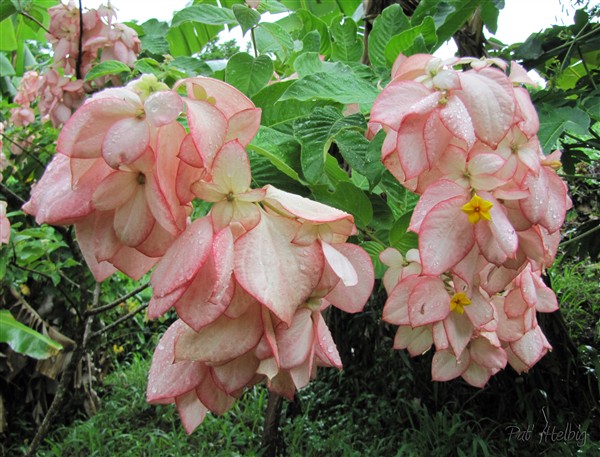 Variété issue d'une hybridation entre l'espèce d'origine Asiatique Mussaenda philippica Aurorae et une variété d'origine horticole afro-asiatique.jpg