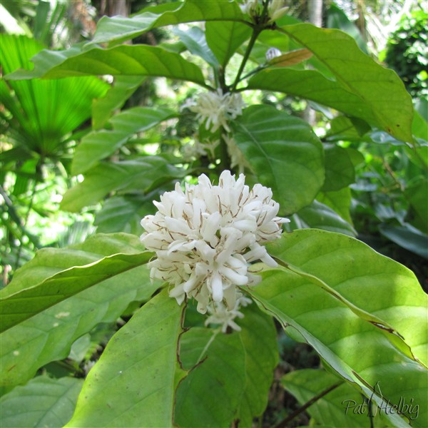 Coffea robusta comme les autres variétés de café a une inflorescence au parfum envoûtant!.jpg
