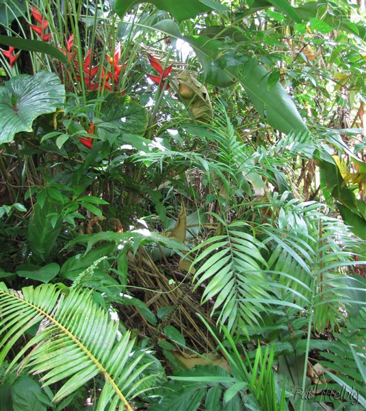 Chamaedorea elegans en sous-bois vers la ravine.jpg
