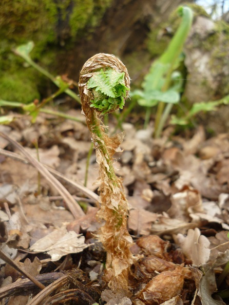 Dryopteris Filix‑mas