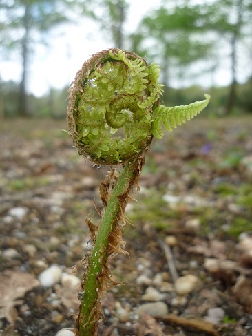 Dryopteris Filix‑mas