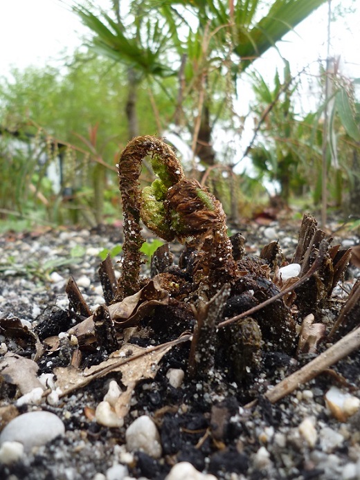 Dryopteris Filix‑mas