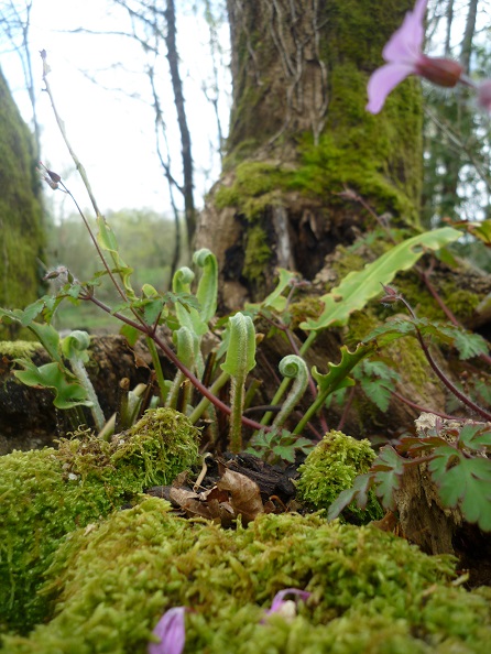 Asplenium scolopendrium