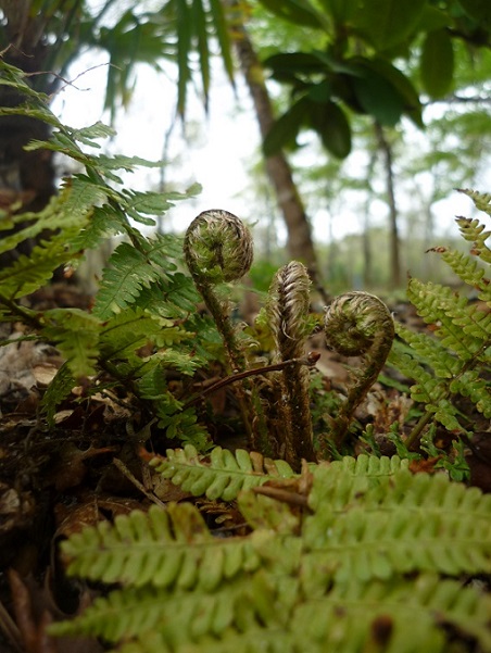 Polystichum