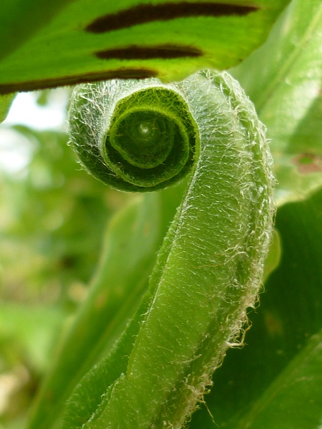 Asplenium scolopendrium