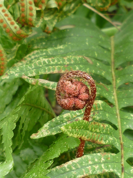 dryopteris erythrosora