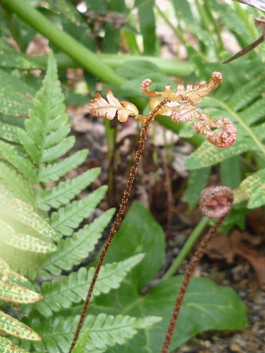 dryopteris erythrosora