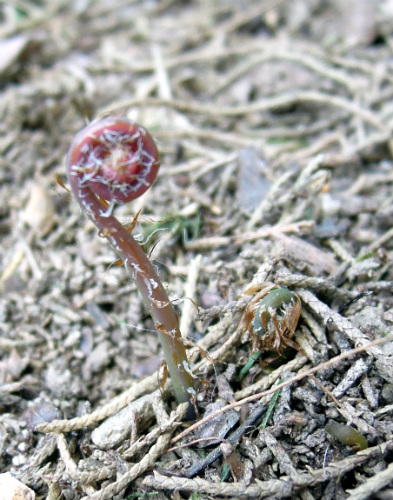 Adiantum pedatum