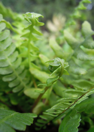 blechnum spicant