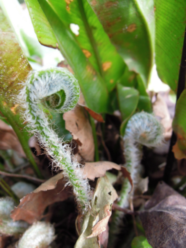 Asplenium scolopendrium