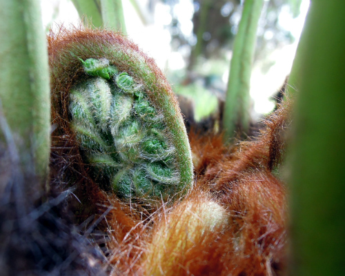 Dicksonia antarctica