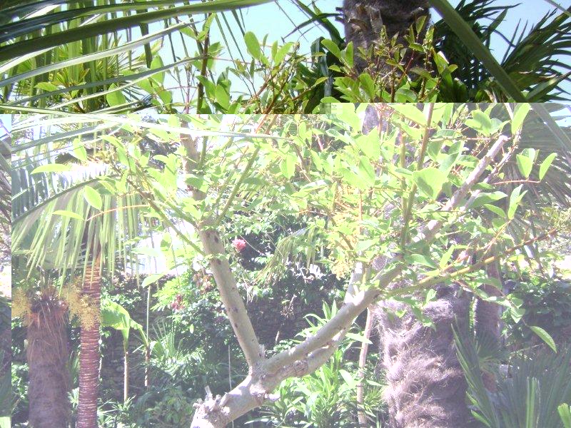 Erythrina crista-galli 04 06 2010