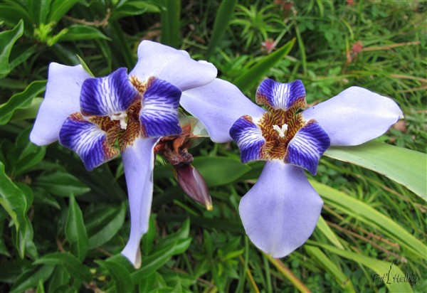 Un iris tropicale (Neomarica caerulea), originaire du Brésil..jpg