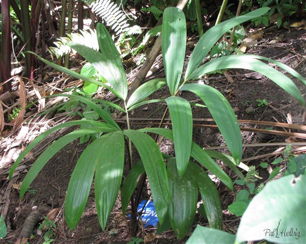Oenocarpus bataua en sous-bois; Une graine donnée par P-O ALBANO. Adulte il peut atteindre 30m!!.jpg