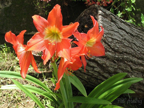 L'amarylllis  (Hippeastrum spp) en plein soleil assez commun dans les jardins martiniquais.jpg