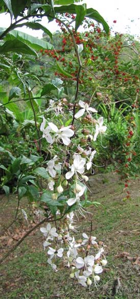 L'élégant Clerodendrum wallichii.jpg