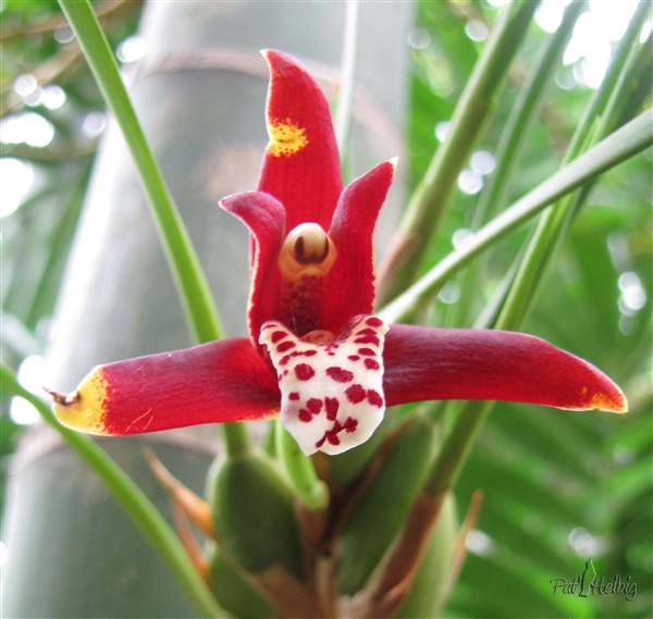 Une toute petite orchidée (Maxillaria tenuifolia) épyphite, bien américaine, de la Floride à l'Argentine en passant par les Antilles.jpg