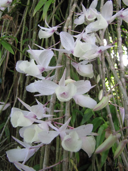 Un petite orchidée(Dendrobium pierardii) aux couleurs discrètes qui pousse à l'état naturel.jpg