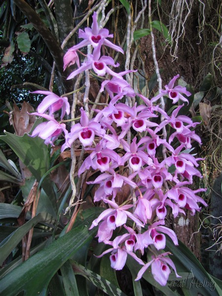 L'orchidée (Dendrobium superbe) sur un manguier.jpg