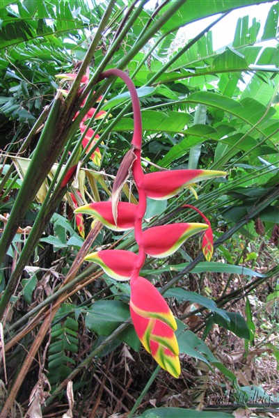 L'Heliconia pendula ou rostrata.jpg