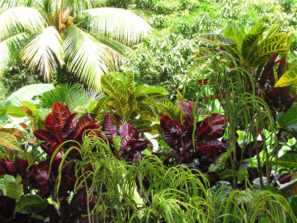 Les crotons (Codiaeum variegatum) De la couleur en veux-tu en voila!!.jpg