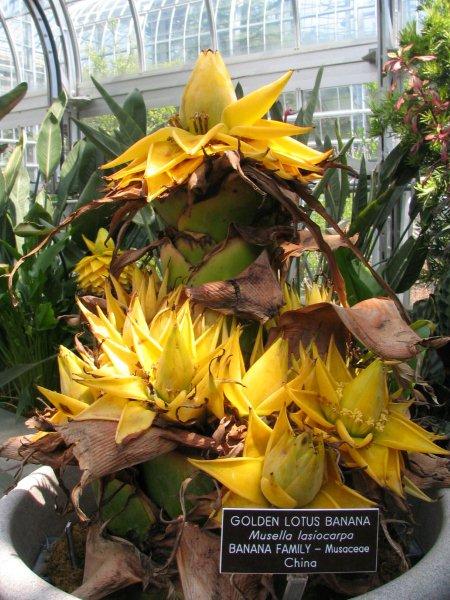 Musella_lasiocarpa_-_golden_lotus_banana_-_desc-in_flower.jpg