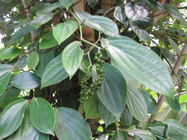 Les grappes de poivre (Piper nigra). La feuille est parfumée et on peut la mettre dans l'eau du riz lorsqu'on le fait cuire!.jpg