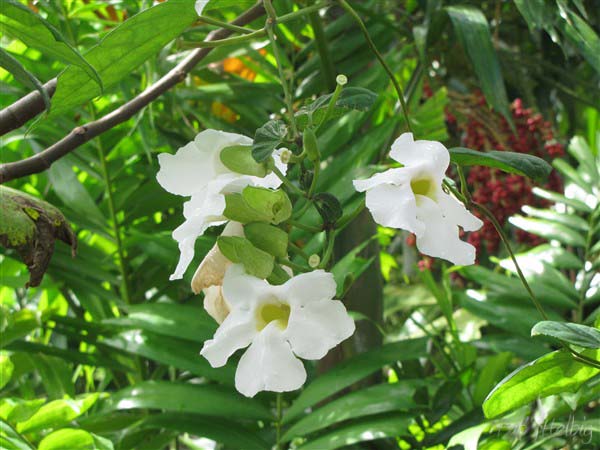 Le Thunbergia grandiflora, volubile, à fleur blanche.jpg