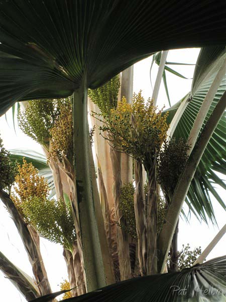 Le Pritchardia pacifica, inflorescences et infrutescences.jpg