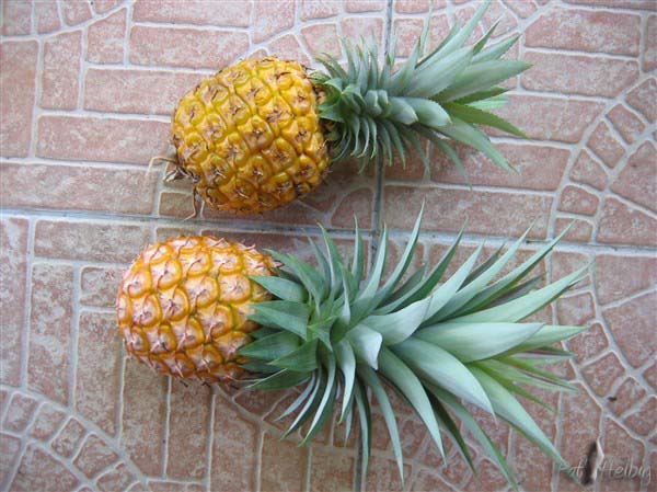 Le petit ananas pays, aussi haut que large, à la pulpe jaune clair et à la saveur poivrée.jpg