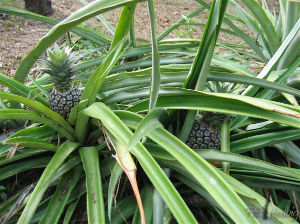 Le petit ananas pays  que l'on voit dans les jardins créoles (Ananas comosus caraïbe ).jpg