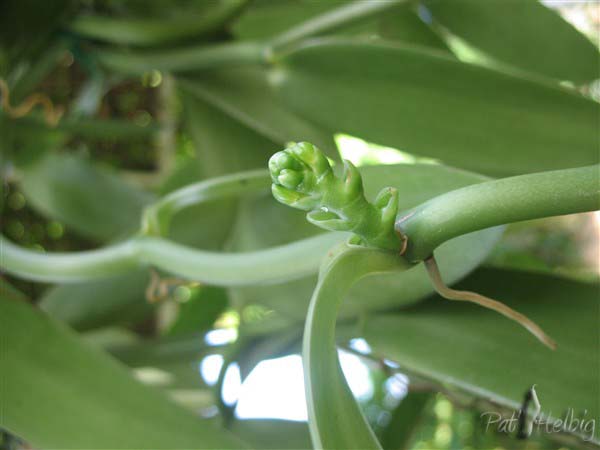 Le bourgeon florale de la vanille (Vanilla fragans).jpg