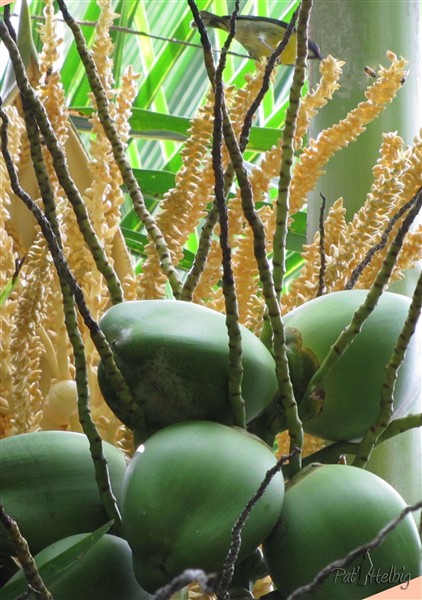 Le Cocos nucifera, inflorescences et infrutescences.jpg