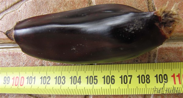 Le fruit de l'arbre du voyageur.jpg